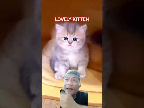 LOVELY AND CUTE KITTEN #cat #kitten #pets