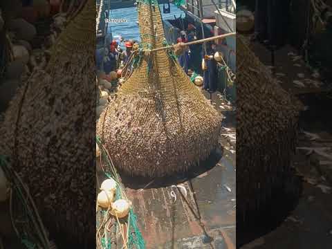 Ocean trawling #fishing #seafood #fish