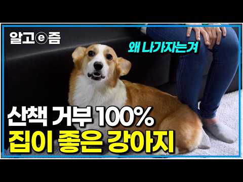 <strong>집</strong> 밖은 위험해! 현관문 앞에서 꼼짝도 <strong>안</strong> 하는 강아지의 산책 거부｜세상에나쁜개는없다｜알고e즘