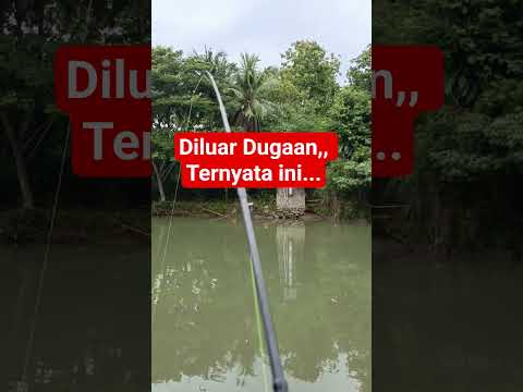 semuanya berlangsung begitu cepat..!!! #mancing #tawesmonster