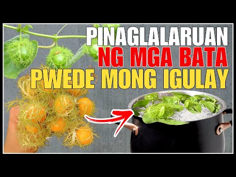 Pinaglalaruan Lamang Kadalasan ng mg Bata Pwede mo rin Palang Magulay | Bhes Tv