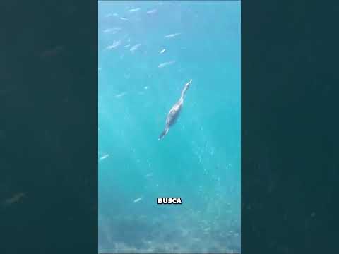 🦆 ¡No vas a creer cómo atrapan peces usando patos! 😱
