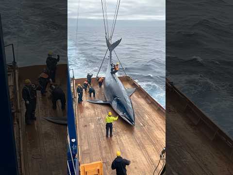 Crew Harvesting Huge Marine Fish#Fishing Vessel Operation#Fishing Vessel#Crew Work#Huge Fish