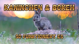 Bokeh im Hintergrund machen ein Bild erst interessant. So geht es...