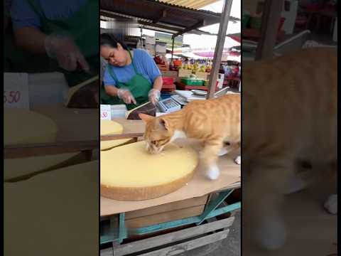CAT Steals Expensive Cheese And Escapes🧀😭🤣