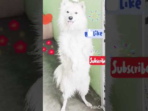 Aliza 😘🥰cute doggies🥰😍 loves pet ☺🥰#shorts #ytshorts #animals #trending #dog#puppy