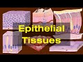 Epithelial Tissue Functions and Characteristics