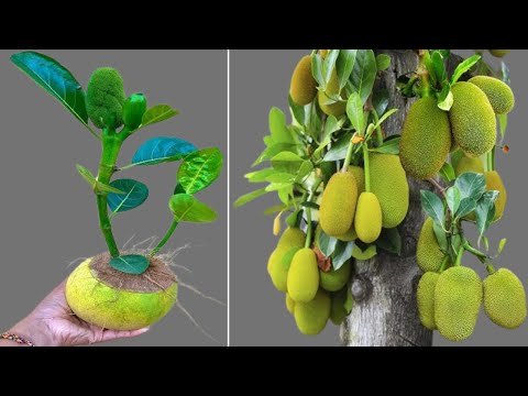 Best way to grow jackfruit tree from cutting #garden #jackfruit