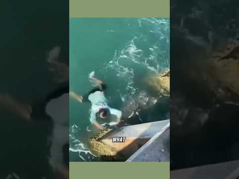 Crazy Alligator encounters #shorts