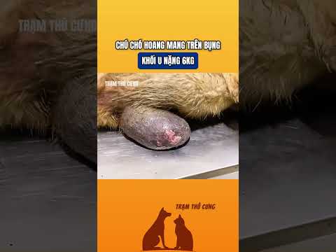 Cứu chú chó hoang mang trên bụng khối u 6kg  #thucung #giaicuuchomeo  #giaicuudongvat