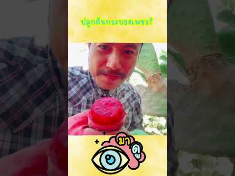 ปลูกต้นกระบองเพชร #fypシ゚ #เทคนิคใช้ชีวิต #สาระความรู้  #สาระดีมีประโยชน์ #สาระวันละนิด