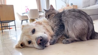 Golden Retriever Attacked by Funny Cat with Love
