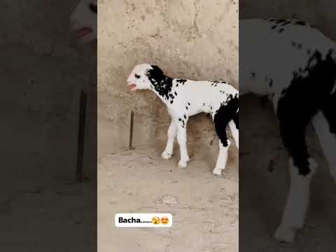 Beauti Bacha #bakraeid