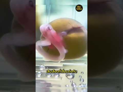 นี่มันลูกของฉลามหรอเนี่ย