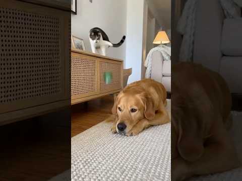 Caught on Cam: Cat Blames Dog 😂🐾