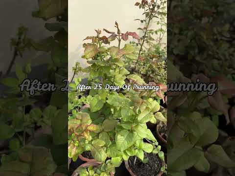 Transform Your Roses : Stunning Results After Pruning!