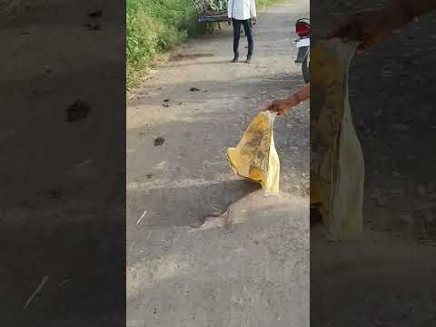 साप रेस्कु करून सोडले