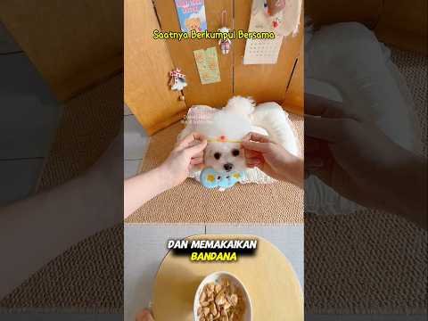 Seharian Bersama Teman #shorts #shortsvideo #shortvideo #dogshorts #dog #dogs