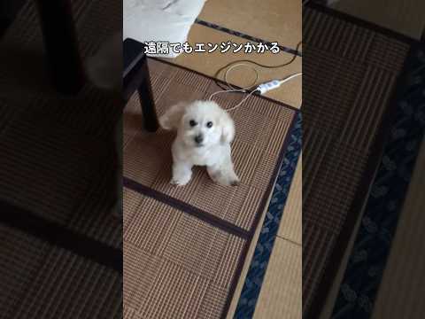 常識では測れないボスプー #shorts