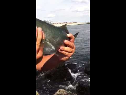 Bluefish at point lookout beach video thumbnail