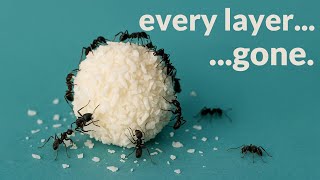 Ants hit the jackpot with me - Raffaello Time Lapse