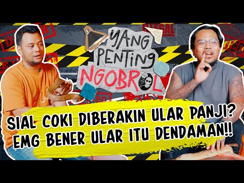 KING KOBRA BERBISA ITU GIMIK❓🤣KLARIFIKASI PANJI DEPAN COKI❗❗