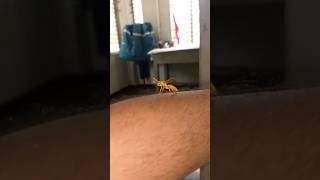 Bee🐝 Moumachi (মৌমাছি) #animals #bee #foryou #shorts