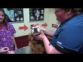 Veterinary Eye Care Procedures