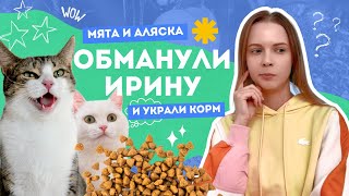 КОШКИ ОБМАНУЛИ ИРИНУ И УКРАЛИ ВЕСЬ КОРМ! 😱😳