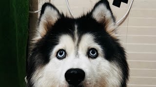 Gunnu S 🐶( Girl with Dogs 🐶) is live