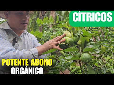 El Mejor ABONO ORGÁNICO para CÍTRICOS: FRUTAS Más Grandes y Saludables ✅