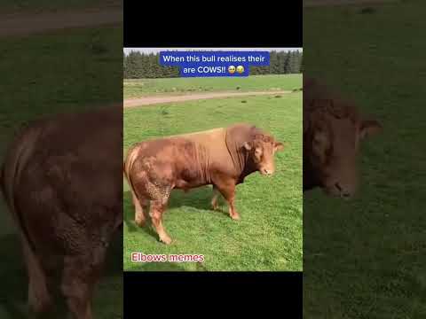 Bull realizing there are cows #funny #lol #cow #fypシ゚viral #fyp #foryou