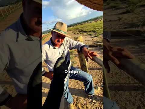 Diferença da Choque Bruto pras outras marcas