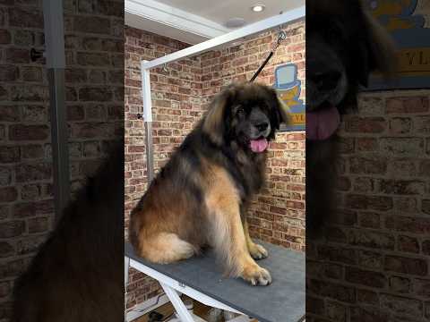 Doggy Daily Episode 336: Excel the Leonberger 🐾  #leonberger #doggrooming