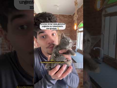 Encontrei gatos embaixo dos escombros