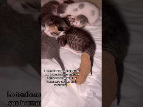TWINKY NACIÓ CON LA PATA ROTA 😢