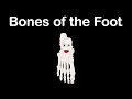 Exploring the Anatomy of Foot Bones