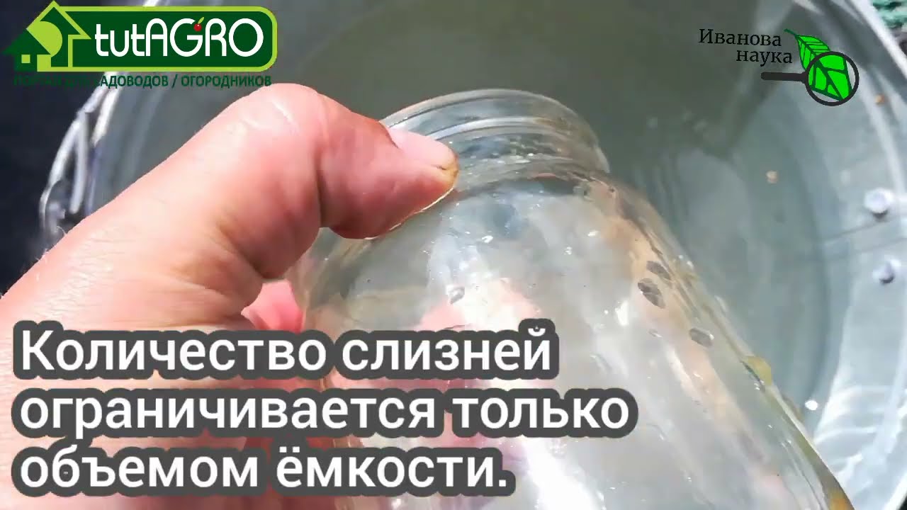 Как избавиться от слизней с тройной пользой! Народный метод - нельзя давить!