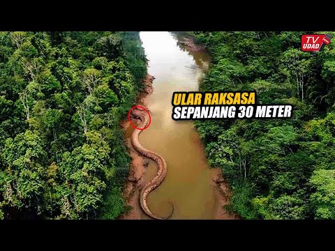 Geger!! Ular Raksasa Terekam Jelas di Udara, Saat Helikopter Melintas Diatas Sungai Tengah Hutan