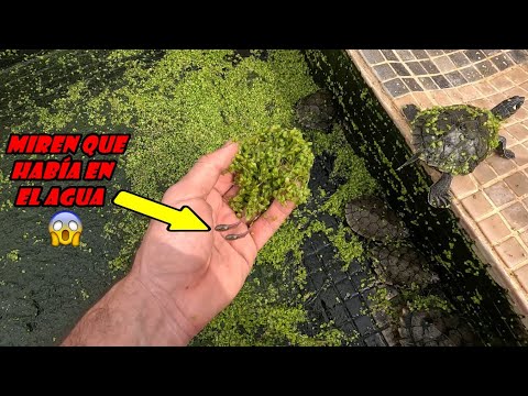 Miren que encontré al vaciar el agua del criadero de las tortugas!!😍