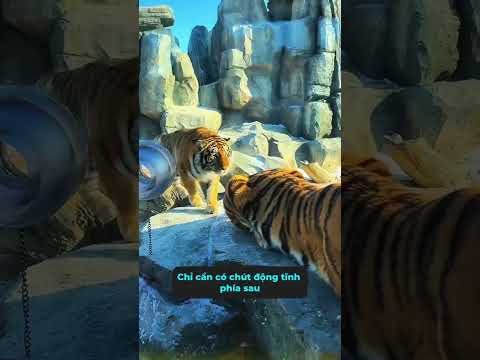 Mông cọp rốt cuộc có sờ được không? #tangtuvien #shorts