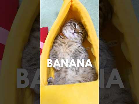 🍄🟫➕🍗➕🍌#猫 #cat #猫のいる暮らし #kitten #まつたけ日和