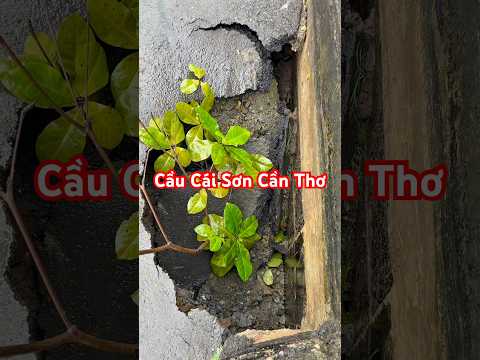 Cầu Cái Sơn Cần Thơ #dulich65 #giaothong #giaothongvietnam