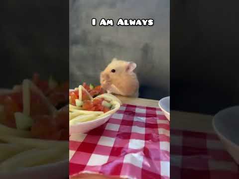 This is the perfect sound for Mr. Marshmallow 😂 #hamster #shorts #pets