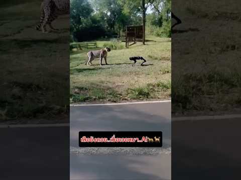 เสือก็เสือเถอะ…เจอหมา…AI ก็ต้องถอยเหมือนกัน…🐆🐕🤣 #ตลก #funny #comedy #entertainment #shorts #ขำๆ
