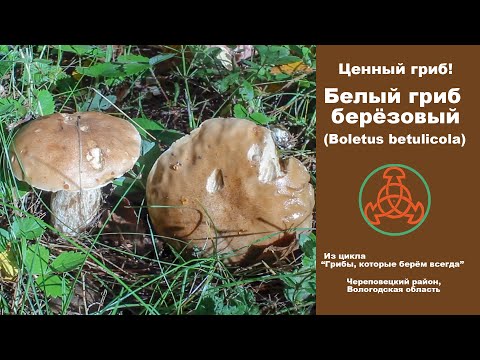 Ценный гриб - Белый гриб берёзовый - Boletus betulicola (Vassilkov)
