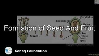 Formation of Seed And Fruit