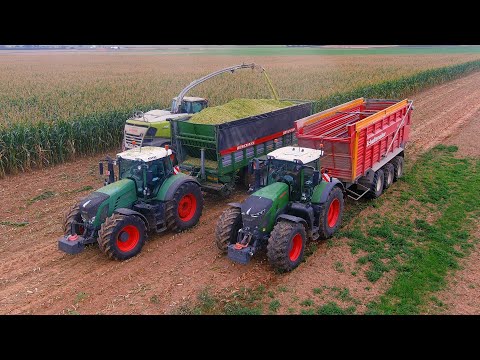 Mais 2024 : Claas Jaguar 990 | LU Steyns | Fendt 942 | Bergmann | Maisernte | Mais harvest | JCB