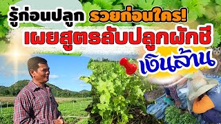 รู้ก่อนปลูก รวยก่อนใคร! เผยสูตรลับปลูกผักชีเงินล้าน