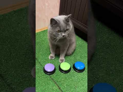 Умный кот, меняем кнопки местами 🟢🔁🟣 Smart cat, we swap the buttons #cat #говорящийкот